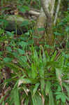 Plantainleaf sedge